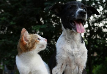 Bactérias à espreita: atente-se à saúde urinária do seu pet