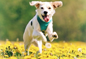 Pulgas podem transmitir doenças parasitárias aos pets