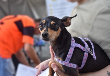 Mutirão de castração atende 254 animais, entre cães e gatos